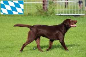 Read more about the article Bavyera’daki Labrador yetiştiricileri ve yavru köpekler