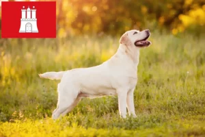 Read more about the article Hamburg’da Labrador yetiştiricileri ve köpek yavruları