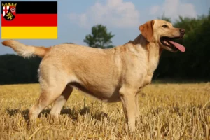 Read more about the article Rheinland-Pfalz’da Labrador yetiştiricileri ve köpek yavruları