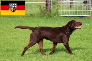 Read more about the article Saarland’da Labrador yetiştiricileri ve köpek yavruları