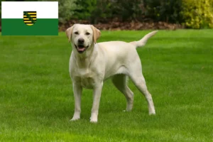 Read more about the article Saksonya’daki Labrador yetiştiricileri ve köpek yavruları