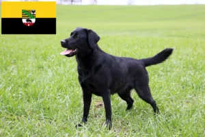 Read more about the article Saxony-Anhalt’daki Labrador yetiştiricileri ve köpek yavruları