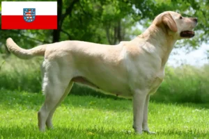 Read more about the article Thüringen’deki Labrador yetiştiricileri ve köpek yavruları