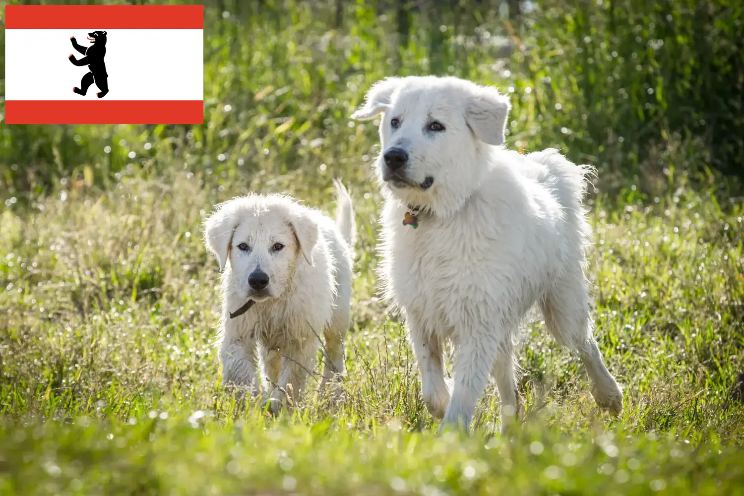 Read more about the article Berlin’de Maremma Abruzzi Çoban Köpeği yetiştiricileri ve köpek yavruları