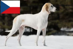 Read more about the article Çek Cumhuriyeti’nde Porcelaine yetiştiricileri ve yavru köpekler