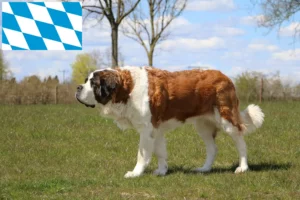 Read more about the article Bavyera’da Saint Bernard yetiştiricileri ve köpek yavruları