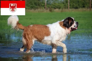 Read more about the article Brandenburg’da Saint Bernard yetiştiricileri ve köpek yavruları