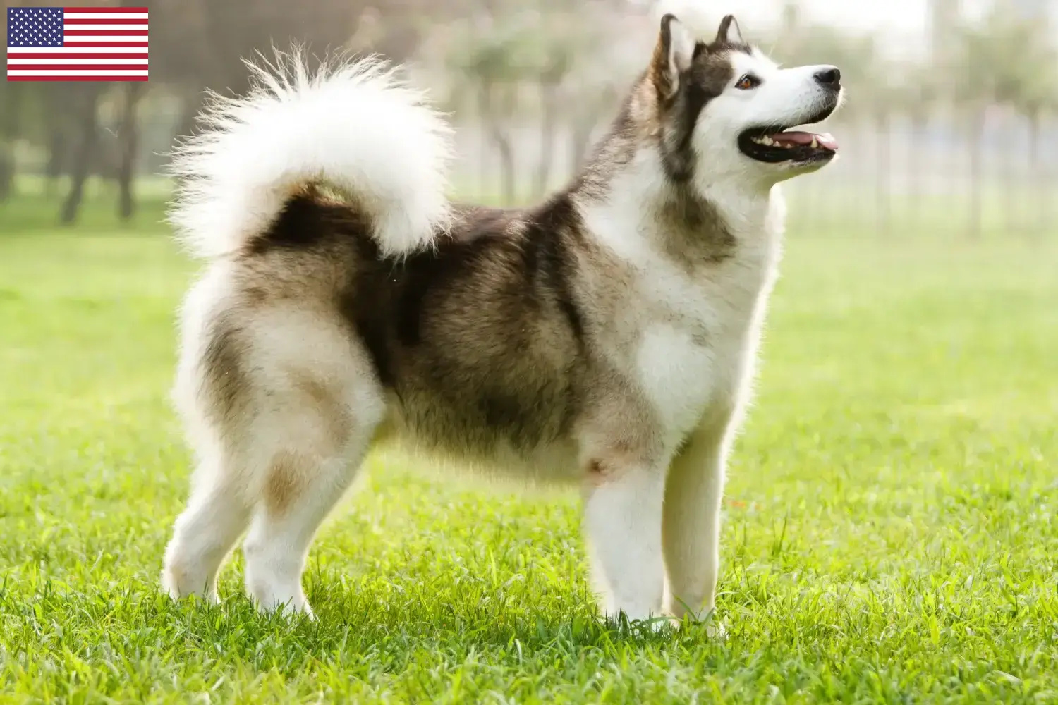 Read more about the article ABD’de Alaskan Malamute yetiştiricileri ve yavru köpekler