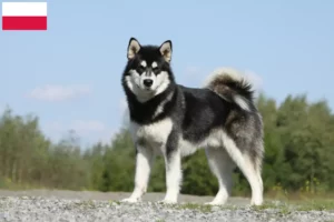 Read more about the article Polonya’da Alaskan Malamute yetiştiricileri ve köpek yavruları