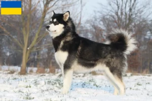 Read more about the article Ukrayna’da Alaskan Malamute yetiştiricileri ve köpek yavruları