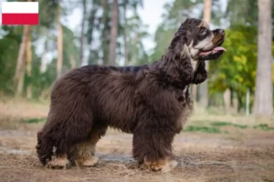 Read more about the article Polonya’da Amerikan Cocker Spaniel yetiştiricileri ve köpek yavruları