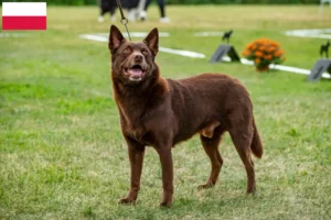 Read more about the article Polonya’da Avustralya Kelpisi yetiştiricileri ve köpek yavruları