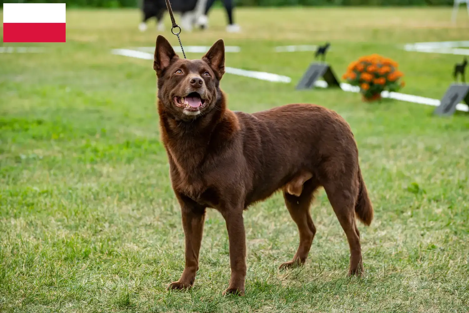 Read more about the article Polonya’da Avustralya Kelpisi yetiştiricileri ve köpek yavruları