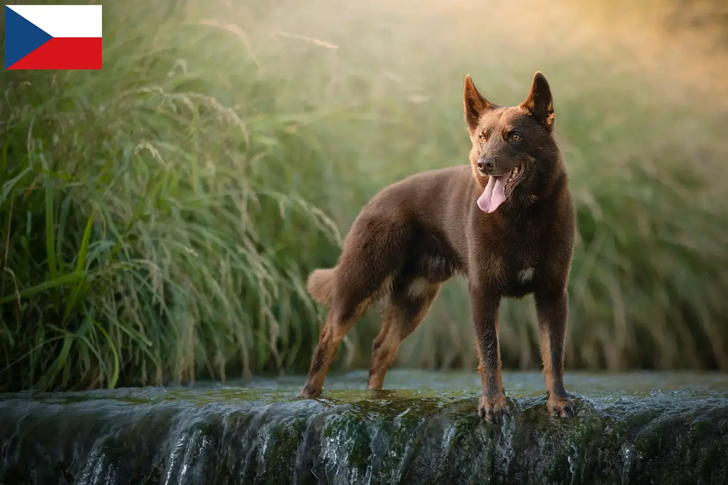 Read more about the article Çek Cumhuriyeti’ndeki Avustralya Kelpie yetiştiricileri ve yavru köpekler