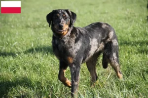 Read more about the article Polonya’da Beauceron yetiştiricileri ve köpek yavruları