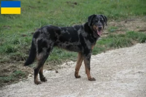 Read more about the article Ukrayna’da Beauceron yetiştiricileri ve köpek yavruları