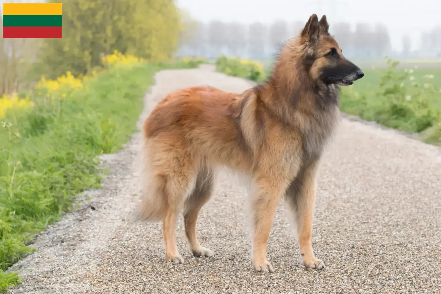 Read more about the article Litvanya’da Belçika Çoban Köpeği Yetiştiricisi ve Yavruları