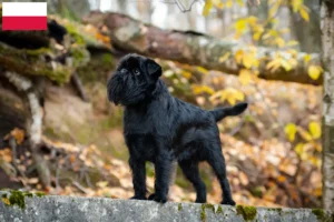 Read more about the article Polonya’da Belçika Cüce Griffon yetiştiricisi ve yavru köpekler