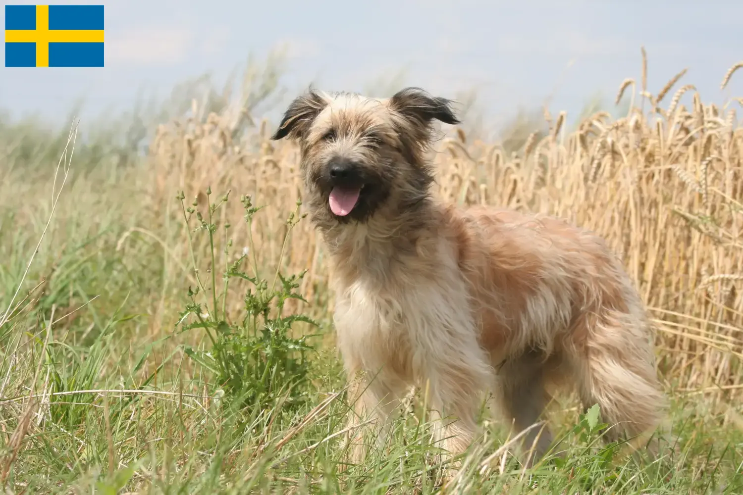 Read more about the article İsveç’te Berger des Pyrenees yetiştiricileri ve köpek yavruları