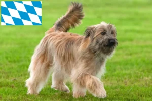 Read more about the article Bavyera’da Berger des Pyrenees yetiştiricileri ve köpek yavruları