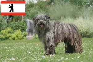 Read more about the article Berlin’de Berger des Pyrenees yetiştiricileri ve köpek yavruları