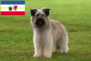 Read more about the article Mecklenburg-Vorpommern’deki Berger des Pyrenees yetiştiricileri ve köpek yavruları