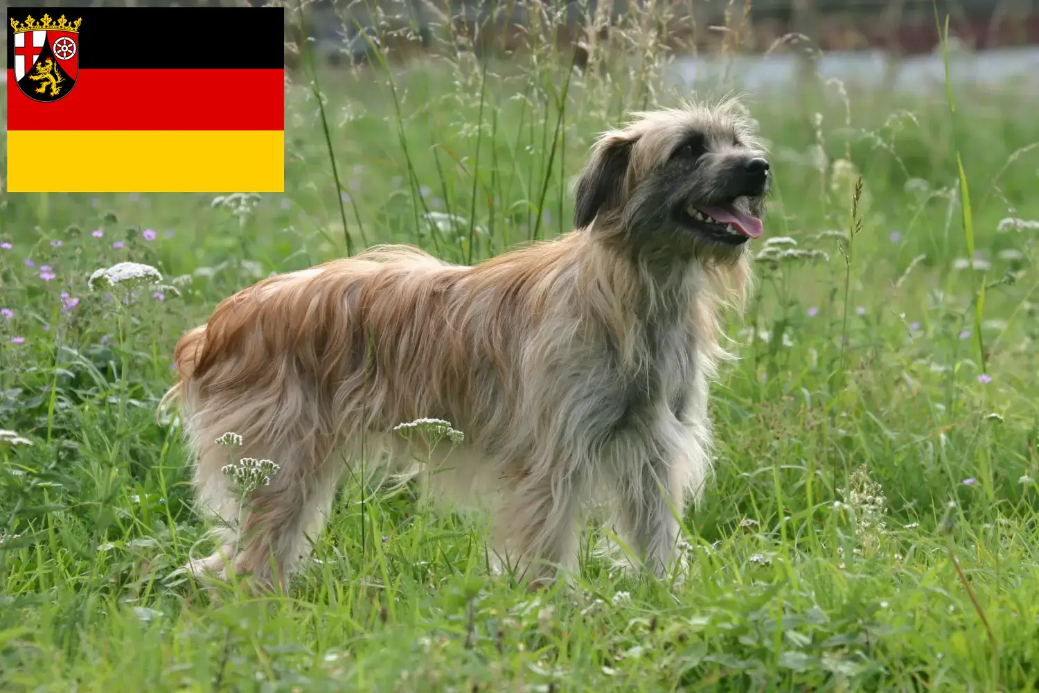 Read more about the article Rhineland-Palatinate’deki Berger des Pyrenees yetiştiricileri ve köpek yavruları