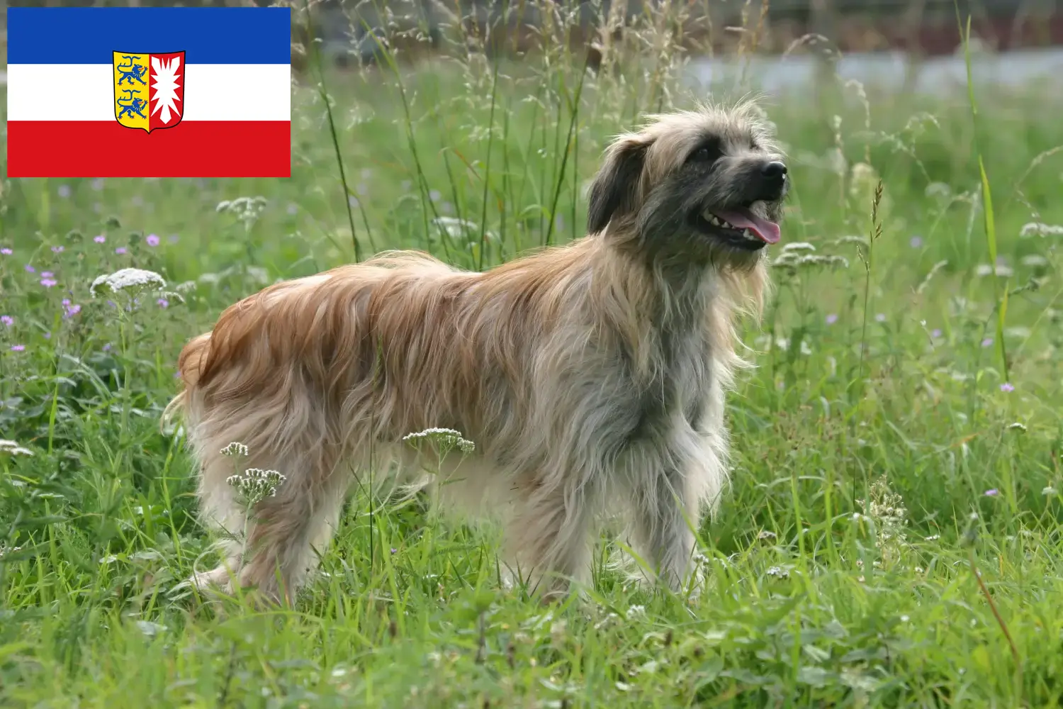 Read more about the article Schleswig-Holstein’da Berger des Pyrenees yetiştiricileri ve köpek yavruları