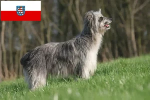 Read more about the article Thüringen’de Berger des Pyrenees yetiştiricileri ve köpek yavruları