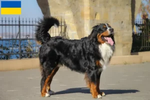 Read more about the article Ukrayna’da Bernese Dağ Köpeği Yetiştiricisi ve Yavruları