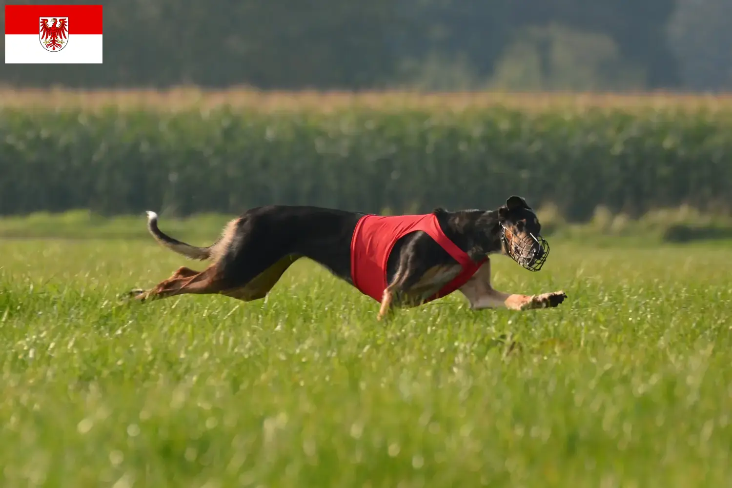 Read more about the article Brandenburg’da Chart Polski yetiştiricileri ve yavru köpekler