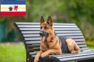 Read more about the article Mecklenburg-Vorpommern’de çoban köpeği yetiştiricileri ve yavruları