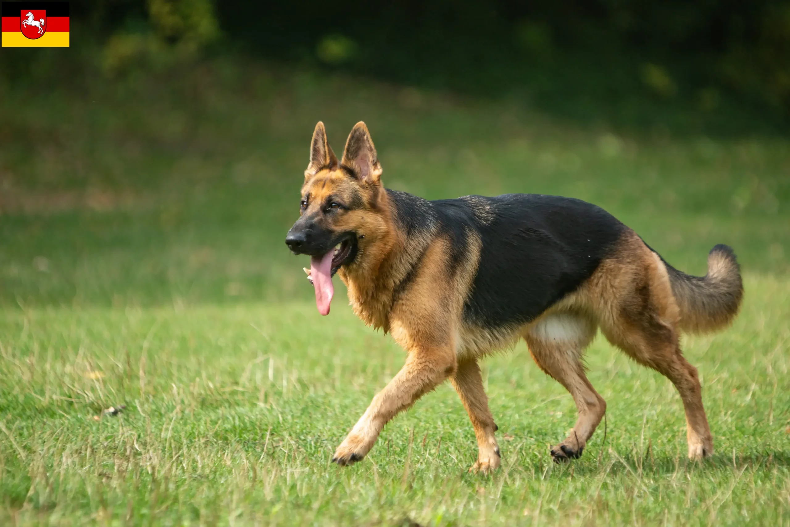 Read more about the article Aşağı Saksonya’da çoban köpeği yetiştiricileri ve yavruları