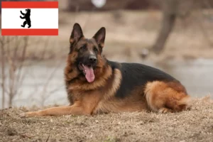 Read more about the article Berlin’de çoban köpeği yetiştiricileri ve yavruları