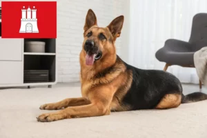 Read more about the article Hamburg’da çoban köpeği yetiştiricileri ve yavruları