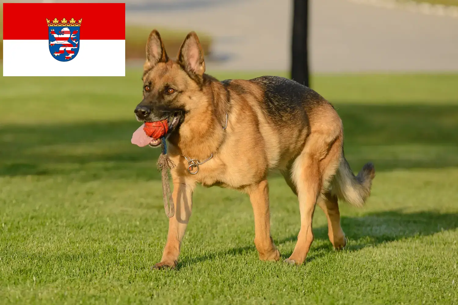 Read more about the article Hessen’de çoban köpeği yetiştiricileri ve yavruları