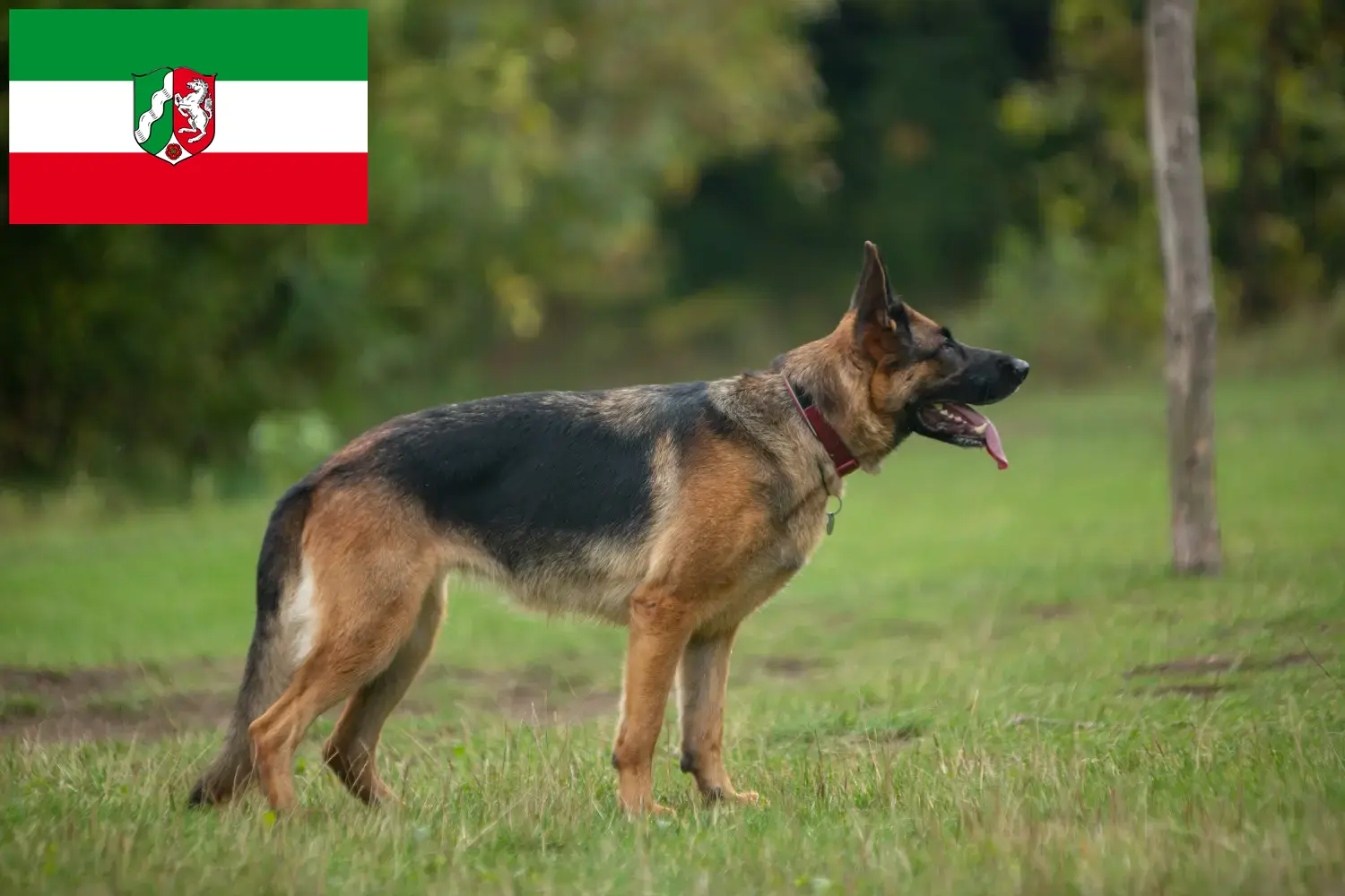 Read more about the article Kuzey Ren-Vestfalya’da çoban köpeği yetiştiricileri ve yavruları