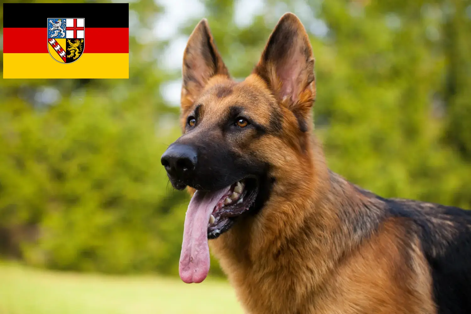 Read more about the article Saarland’da çoban köpeği yetiştiricileri ve yavruları