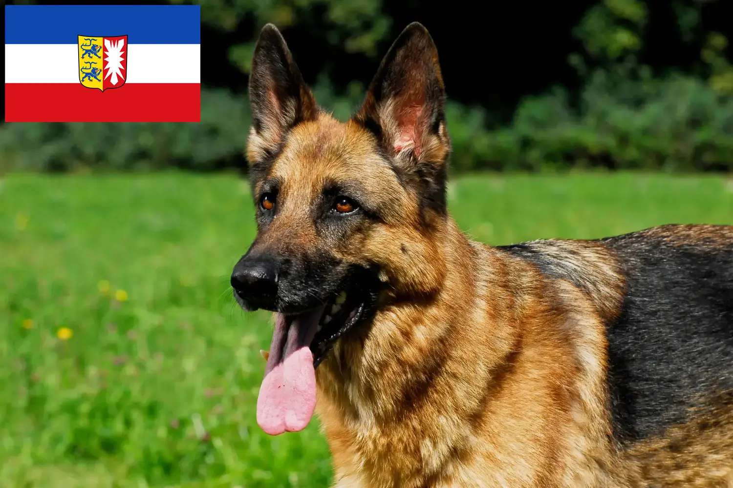 Read more about the article Schleswig-Holstein’da çoban köpeği yetiştiricileri ve yavruları