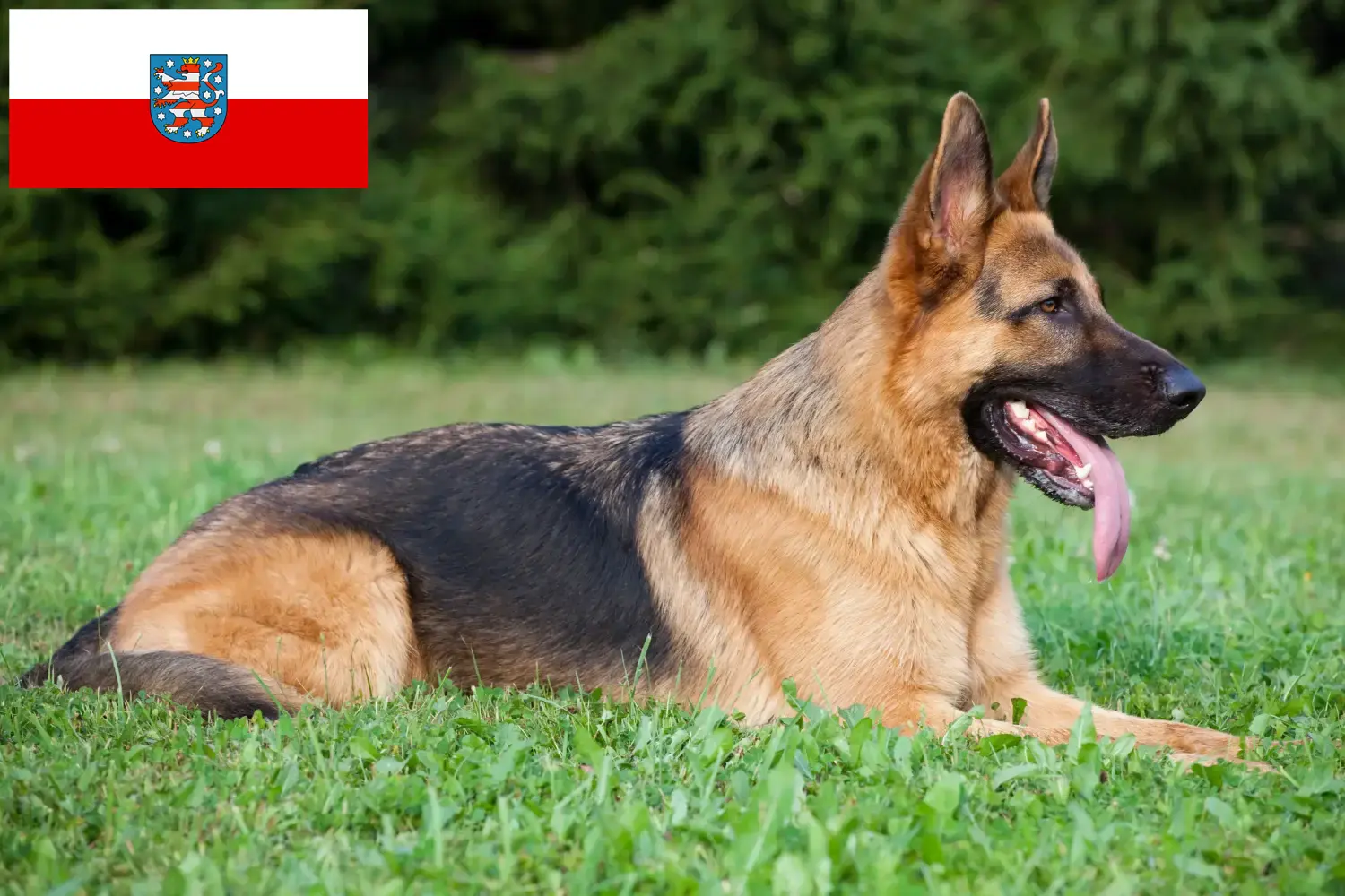 Read more about the article Thüringen’de çoban köpeği yetiştiricileri ve yavruları