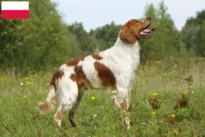 Read more about the article Polonya’da Epagneul Breton yetiştiricileri ve köpek yavruları