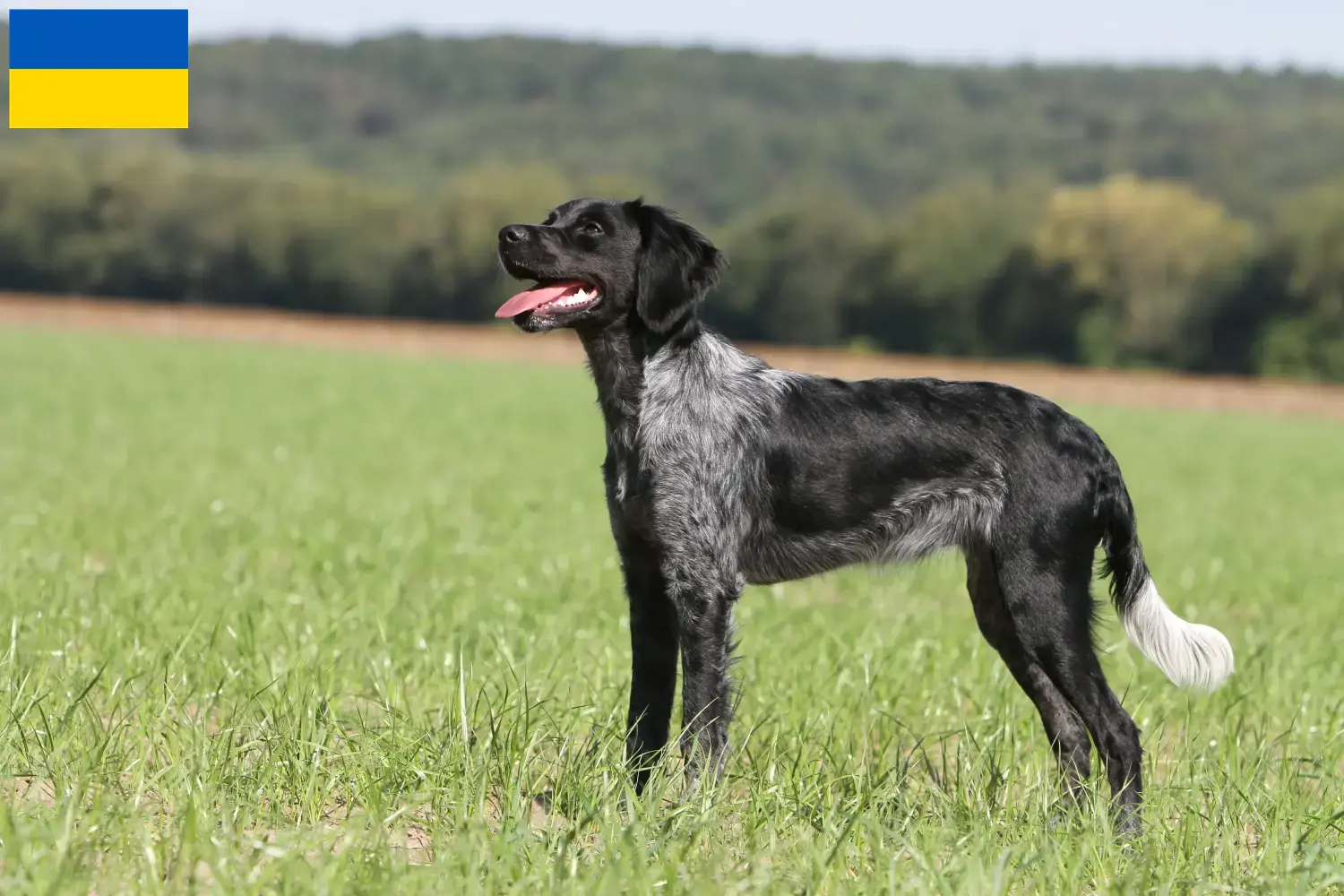 Read more about the article Ukrayna’da Epagneul Breton yetiştiricileri ve köpek yavruları