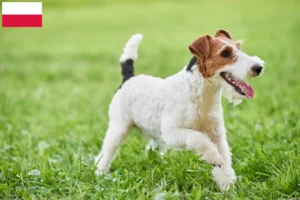 Read more about the article Polonya’da Fox Terrier yetiştiricileri ve köpek yavruları