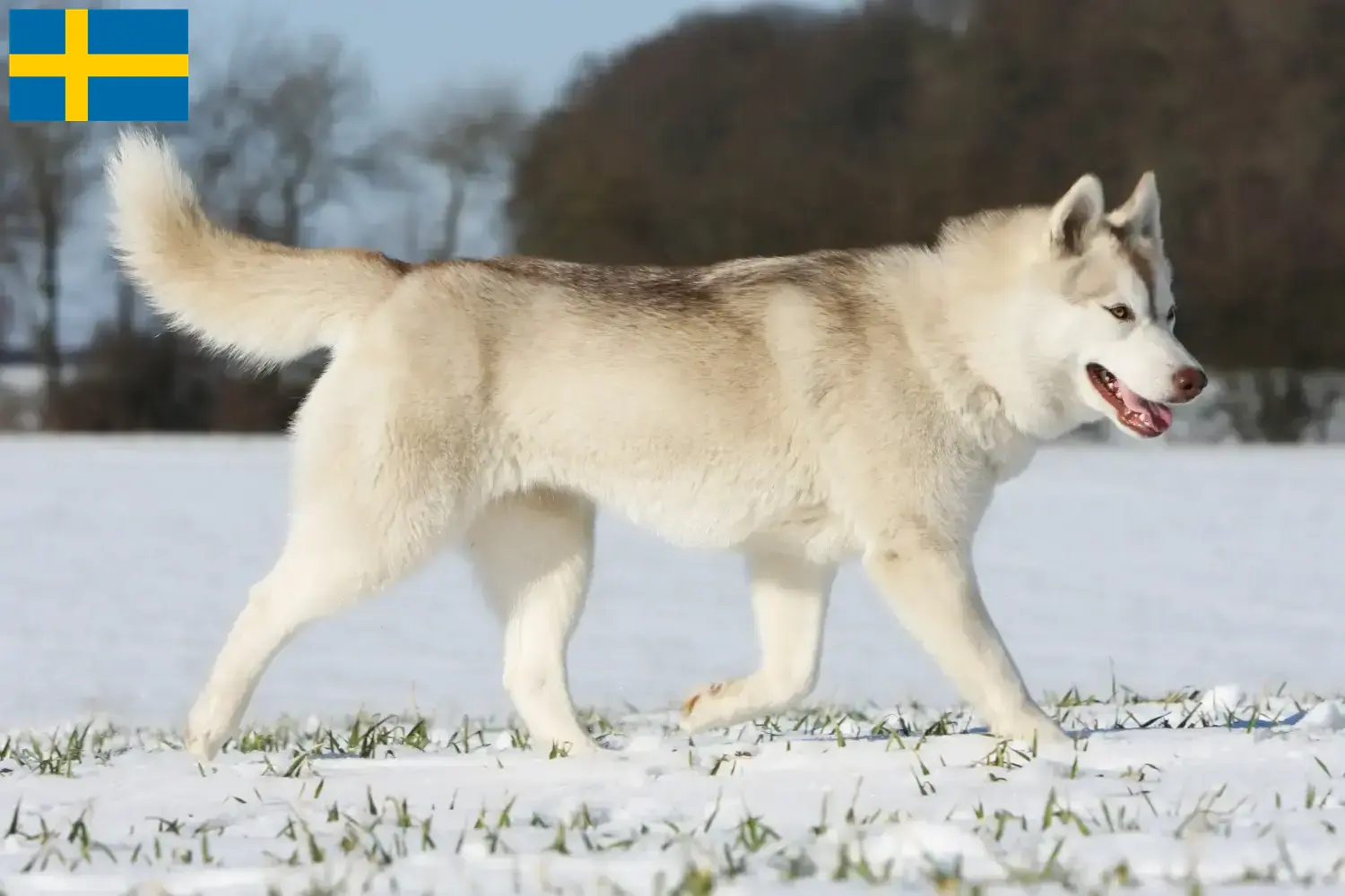 Read more about the article İsveç’te Husky yetiştiricileri ve yavru köpekler