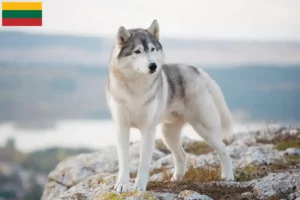 Read more about the article Litvanya’daki Husky yetiştiricileri ve yavru köpekler