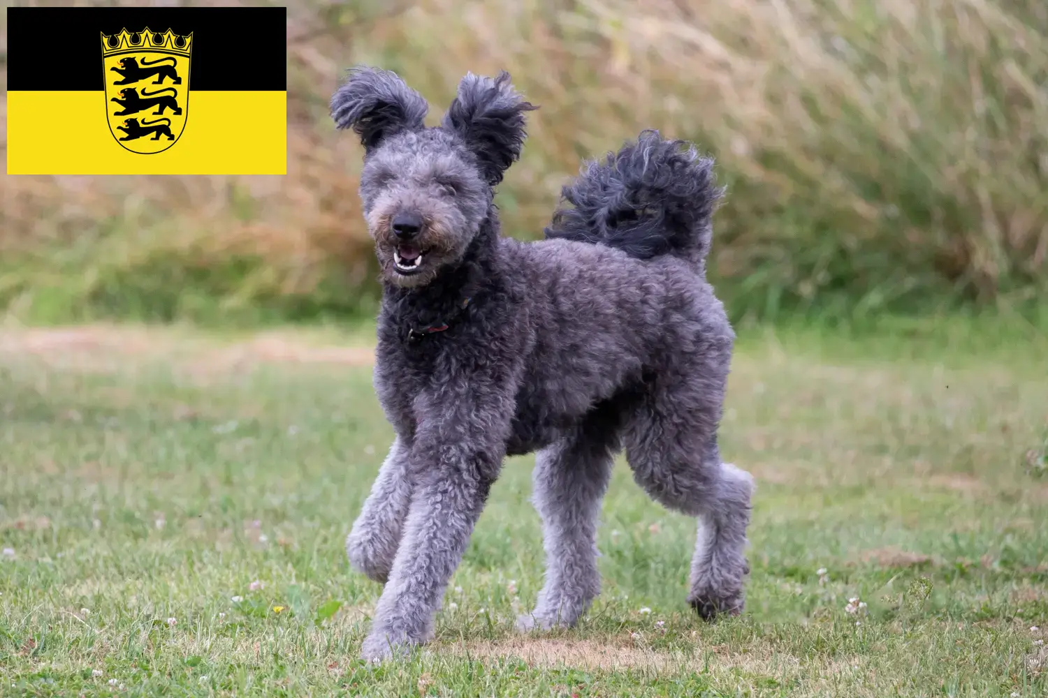 Read more about the article Baden-Württemberg’de Pumi yetiştiricileri ve köpek yavruları