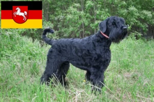 Read more about the article Aşağı Saksonya’da Russian Black Terrier yetiştiricisi ve yavruları