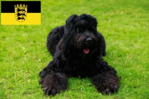 Read more about the article Baden-Württemberg’de Russian Black Terrier yetiştiricileri ve köpek yavruları