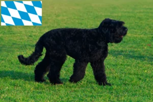 Read more about the article Bavyera’da Russian Black Terrier yetiştiricileri ve köpek yavruları