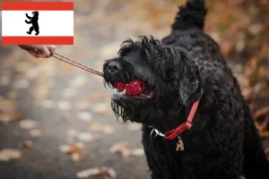 Read more about the article Berlin’de Russian Black Terrier yetiştiricisi ve yavru köpekler